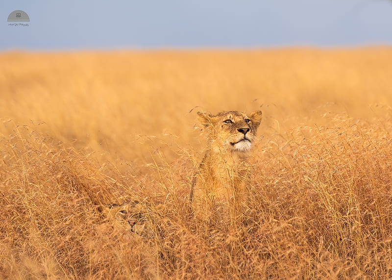 Cats, Lion, Tanzania , Africa , Serengeti National Park, HD wallpaper