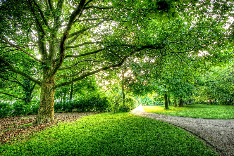 Soccer zone., tree, green, path, nature, park, scenery, HD wallpaper