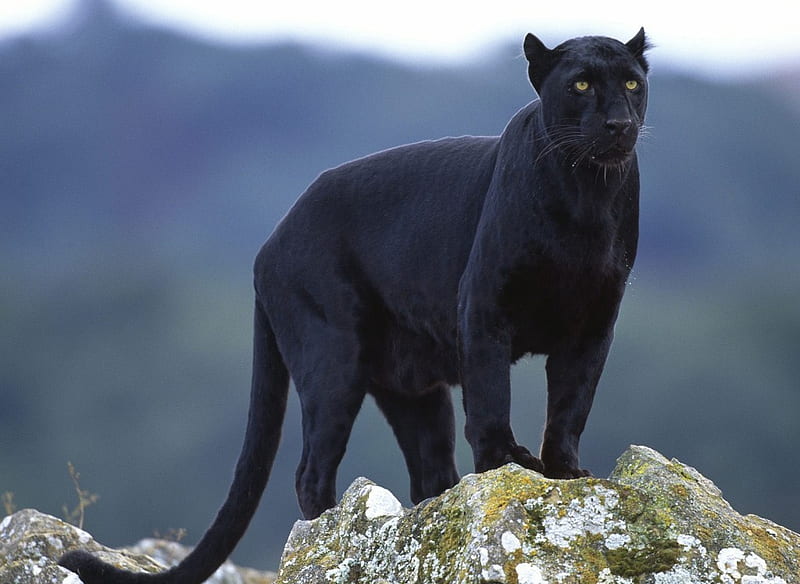 Black Panther, rocks, ruler, observator, grandiosity, beasts, nice, stones, mounts, royalty, peaks, strength, forests, hills, force, queens, black, observation, sky, cool, mountains, awesome, majesty, cats, power, bonito, green, panthers, glory, sire, vitality, vigor, blue, might, amazing, male, high, virile, fabulous, potency, deserts, plants, kings, HD wallpaper