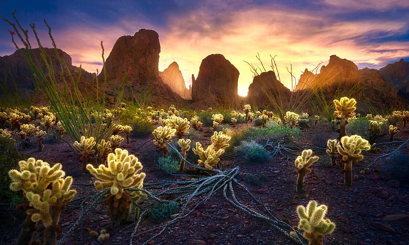 Desert Flower Cactus, scenic, Desert, mountains, flowers, nature, beautuful, Sunrise, cactus, HD wallpaper