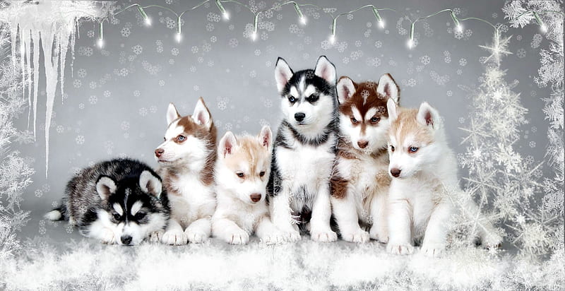 Snow Dogs, christmas, snow, husky, dog, HD wallpaper
