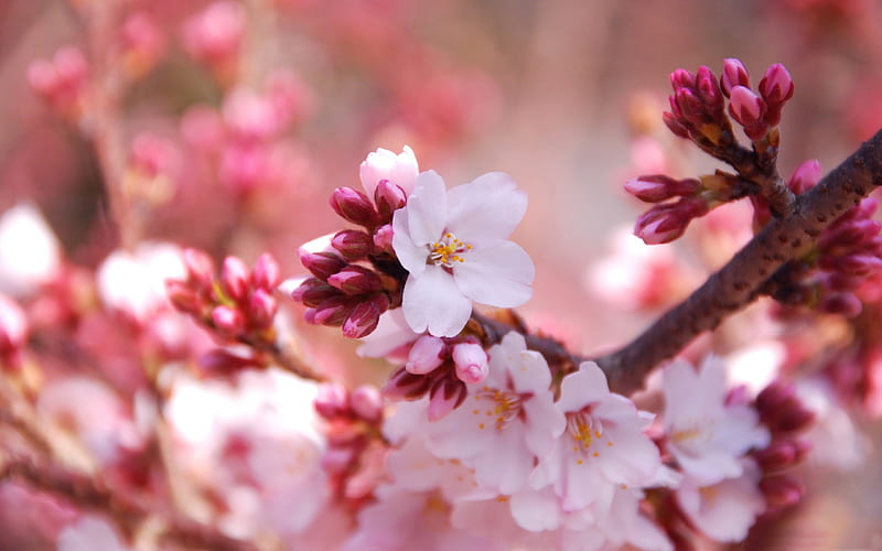 Beautiful Japanese cherry blossom season 07, HD wallpaper