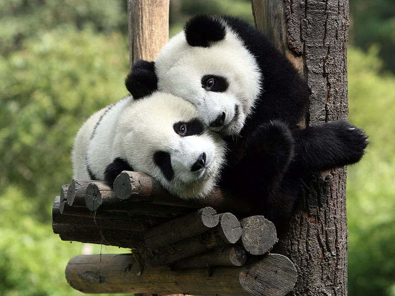 Pandas, background, bear, bonito, adorable, animal, sweet, panda, in,  friendship, HD wallpaper | Peakpx