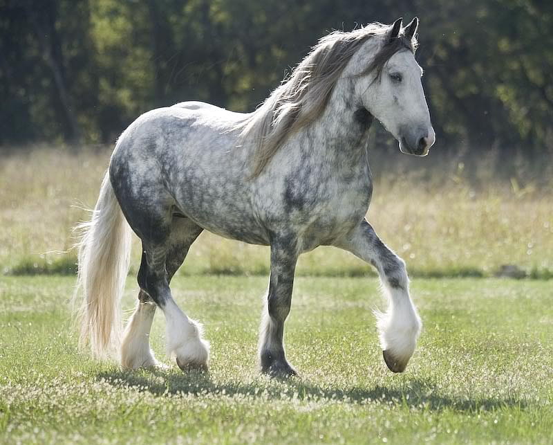 i love horses, horse, horses, HD wallpaper | Peakpx