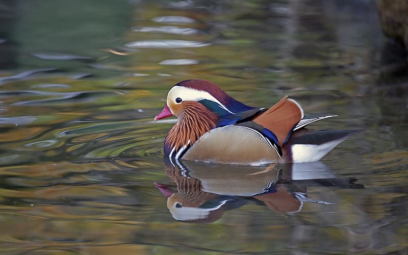 Birds, Animal, Duck, Mandarin Duck, HD wallpaper