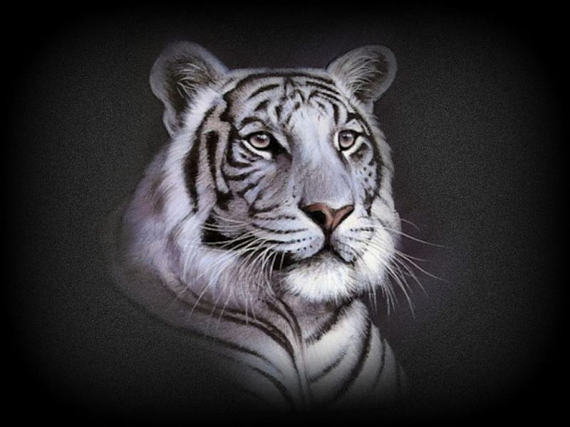 WHITE TIGER, ART, TIGER, CREATION, WHITE, HD wallpaper