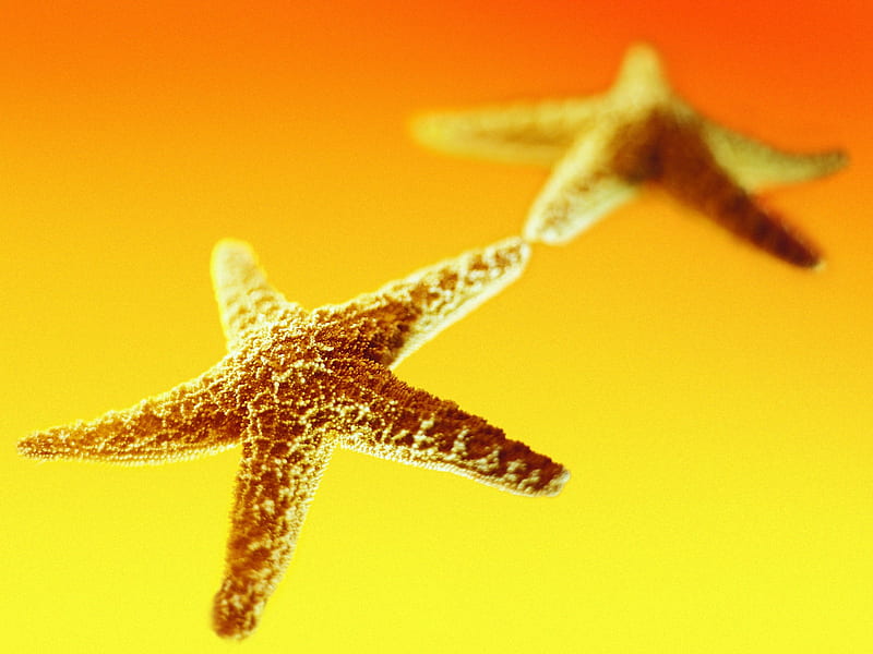 Starfish - Summer Still Life graphy logo, HD wallpaper