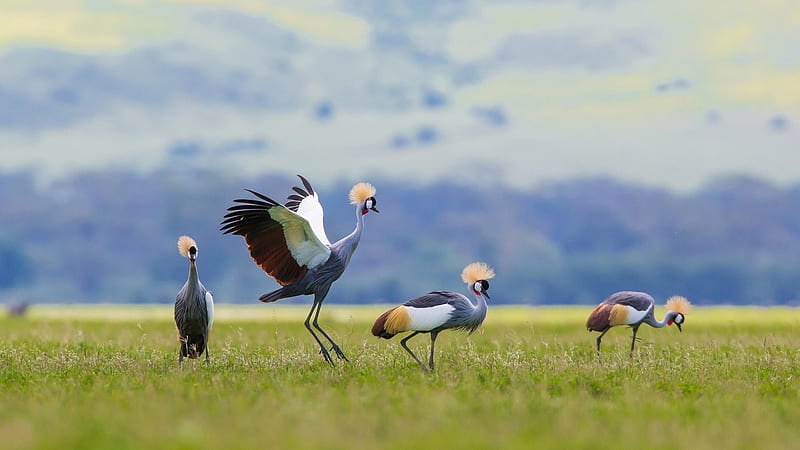 Grey Crowned Crane Birds Are Walking In Green Grass Field Under Blue Sky Birds, HD wallpaper