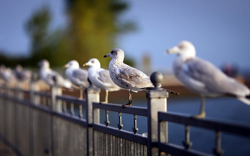 fence seagulls birds-Animal, HD wallpaper