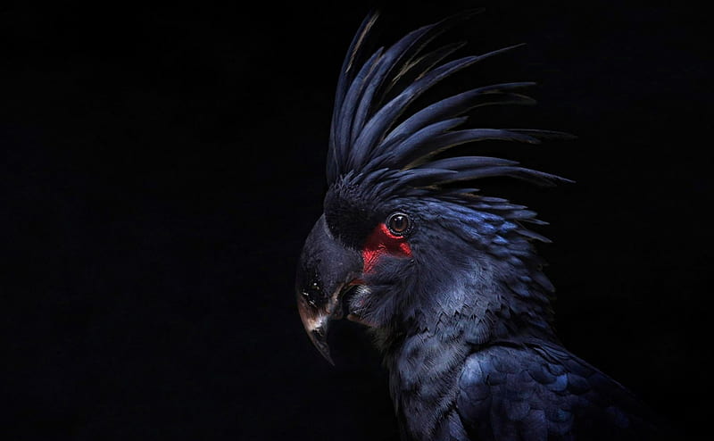 red, bird, feather, black, cockatoo, parrot, blue, HD wallpaper