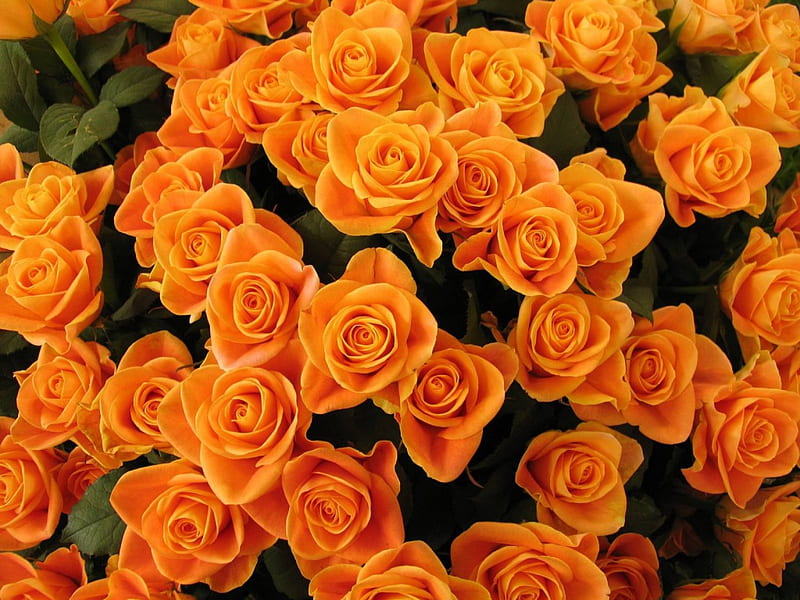 Orange flower Wallpaper 4K, Orange background, Orange Rose