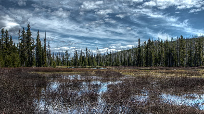 Spruce Trees Forest Swamp Grass Field Mountains Under White Clouds Blue Sky Nature, HD wallpaper