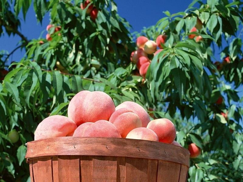 *** basket of peaches ***, tree, basket, peaches, HD wallpaper