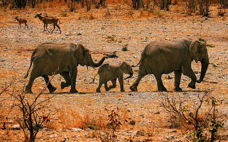 Elephants family Africa, antelopes, herd of elephants, savannah, elephants, Elephantidae, R, HD wallpaper