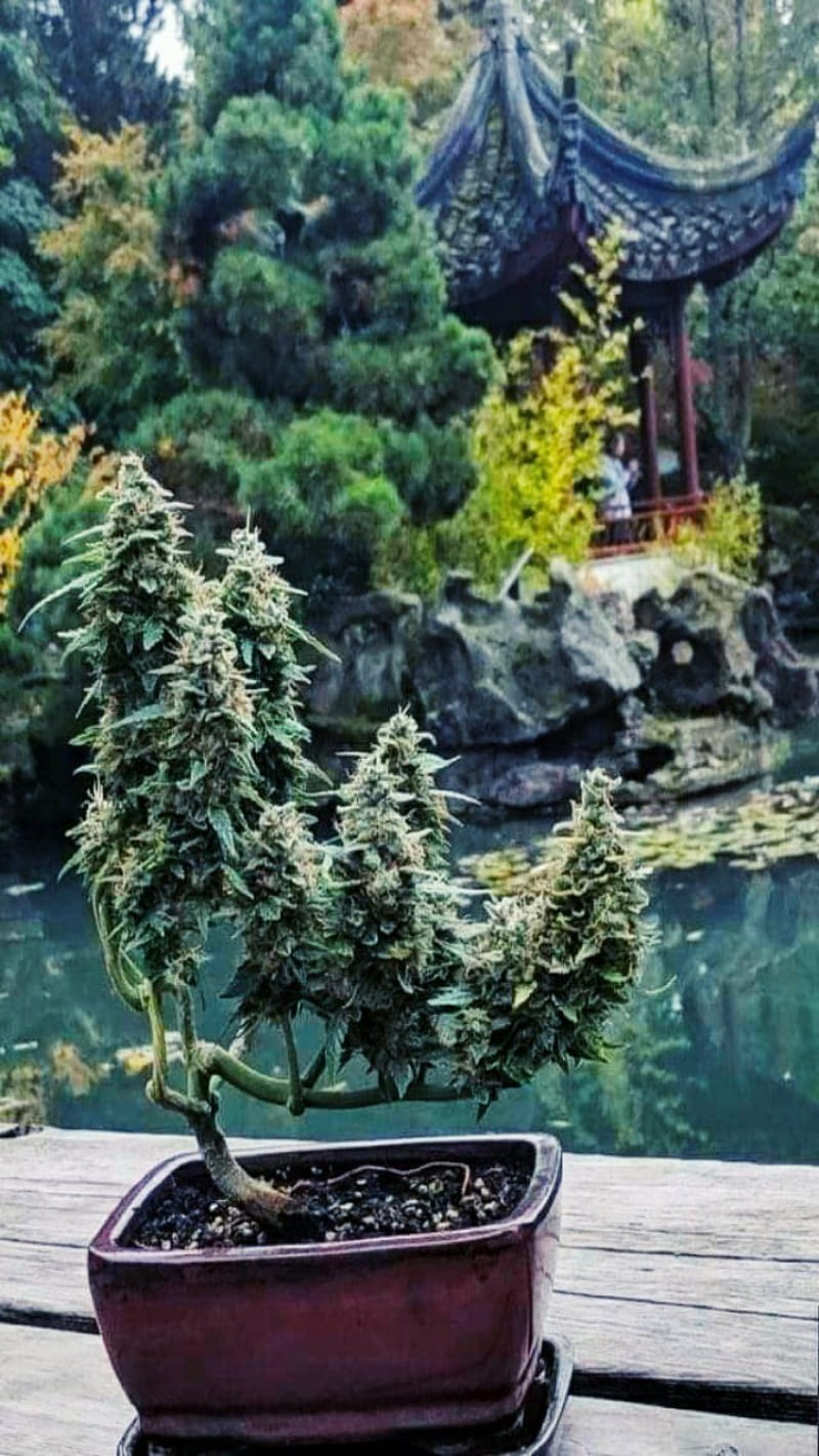 Bonsai MaryJane, 2020, bonsai, japan, luxury, marihuana, marijuana, nature, reluque, spain, HD phone wallpaper