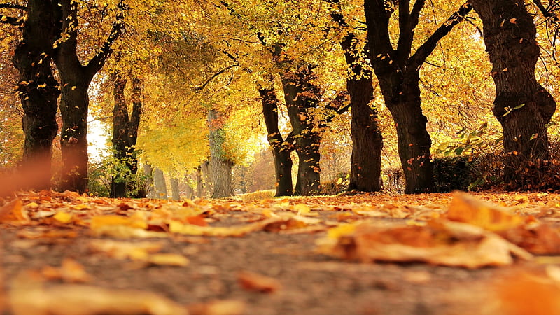 Alley in Autumn, rural, forest, fall, autumn, nature, park, trees, alley,  HD wallpaper | Peakpx