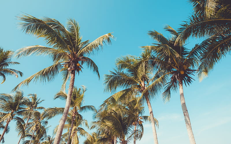 tropical island, palm trees, coconuts, blue clear sky, tall palms, HD wallpaper