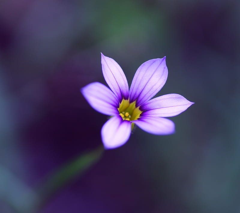 Purple Flower, abstract, colors, HD wallpaper | Peakpx