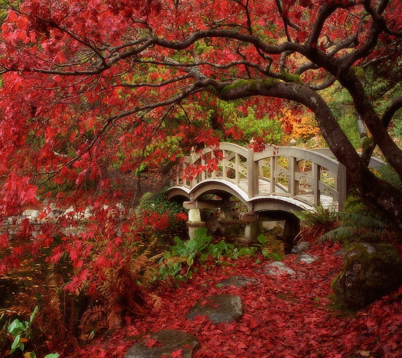 Garden View, cool, japanese garden, landscape, nature, scene, HD wallpaper