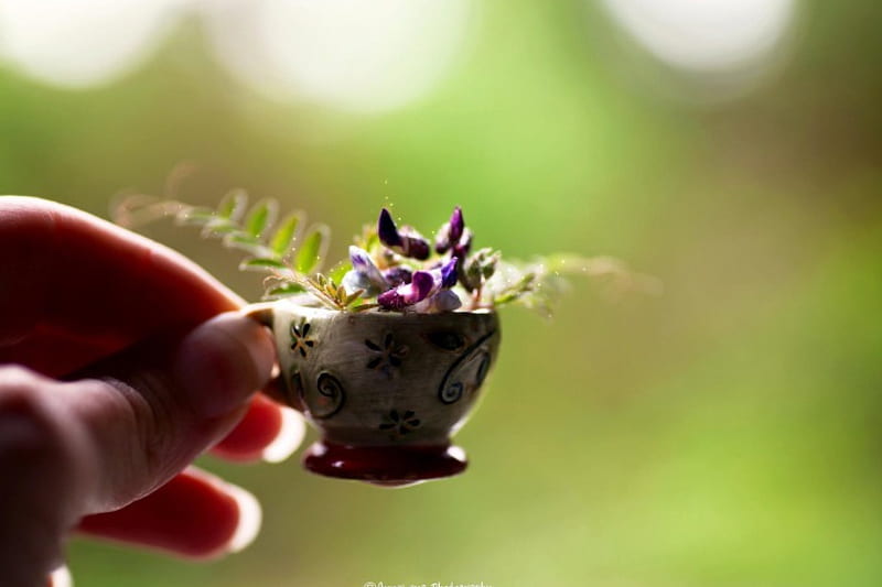 Small Cup Of Flowers, flowers, hand, beauty, nature, small, cups, HD wallpaper