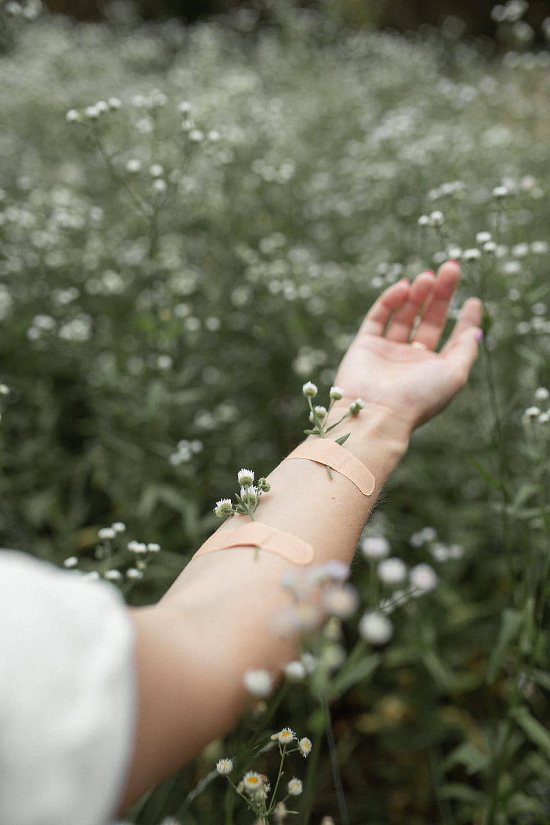 hand, flowers, patch, field, daisies, HD phone wallpaper
