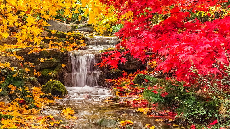 Waterfall Between Yellow Red Autumn Tree Leaves Covered Rock Nature, HD wallpaper