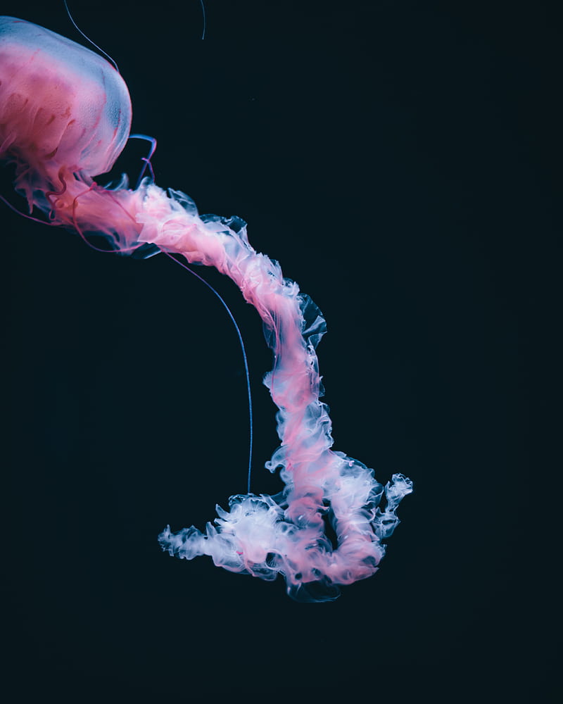 jellyfish, dark, pink, HD phone wallpaper