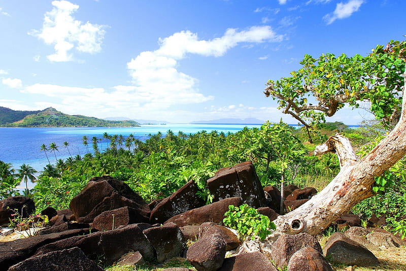 Old Tree overlooking palm clad Beach - Bora Bora Paradise Island, polynesia, french, palm, old, sea, atoll, beach, lagoon, bora bora, sand, polynesian, blue, islands, ocean, lush, south, tree, paradise, society, plants, island, tahiti, tropical, hawaiian, HD wallpaper