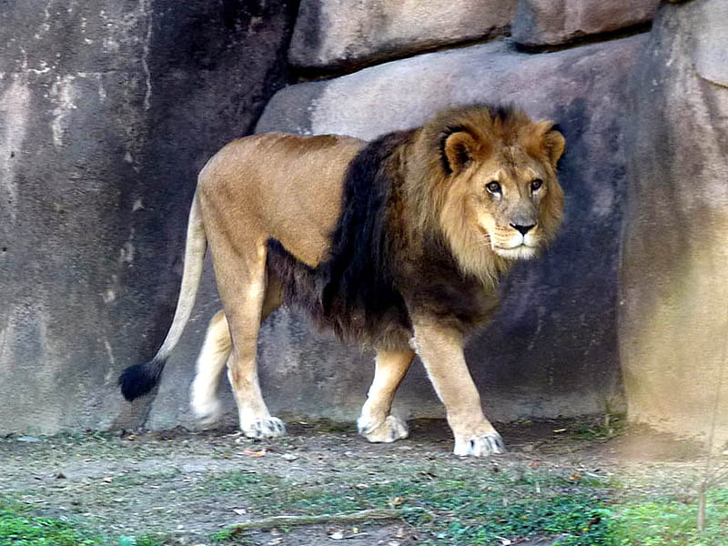Pacing lion, male, cat, lion, animal, zoo, feline, jungle, cats, lions, HD wallpaper