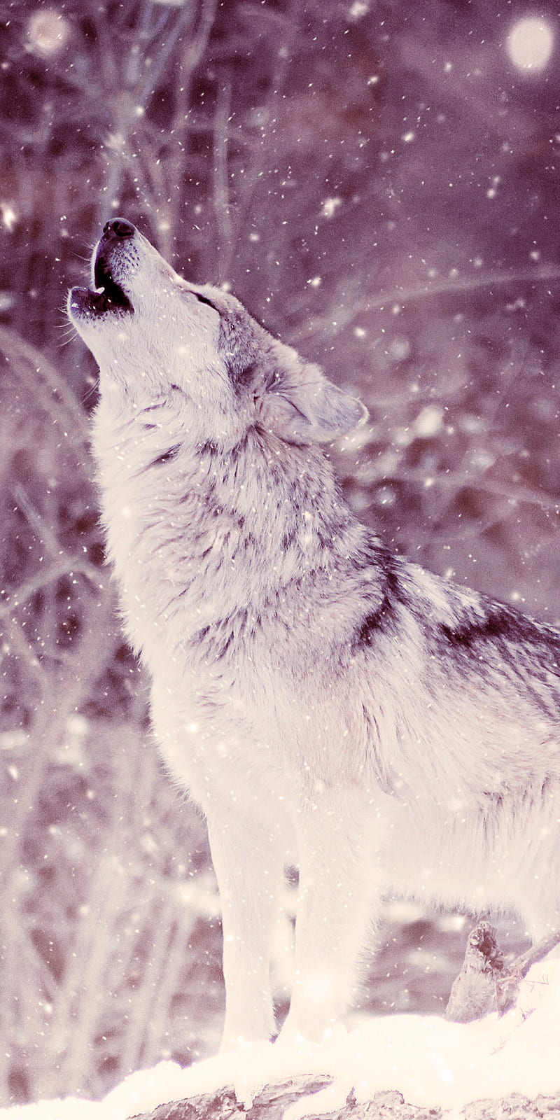 Wolf, howl, snow, HD phone wallpaper