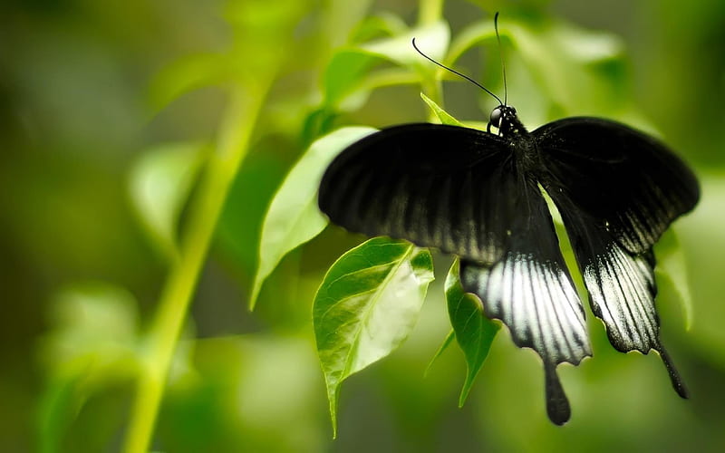 Black And White Butterfly-Animal graphy, HD wallpaper