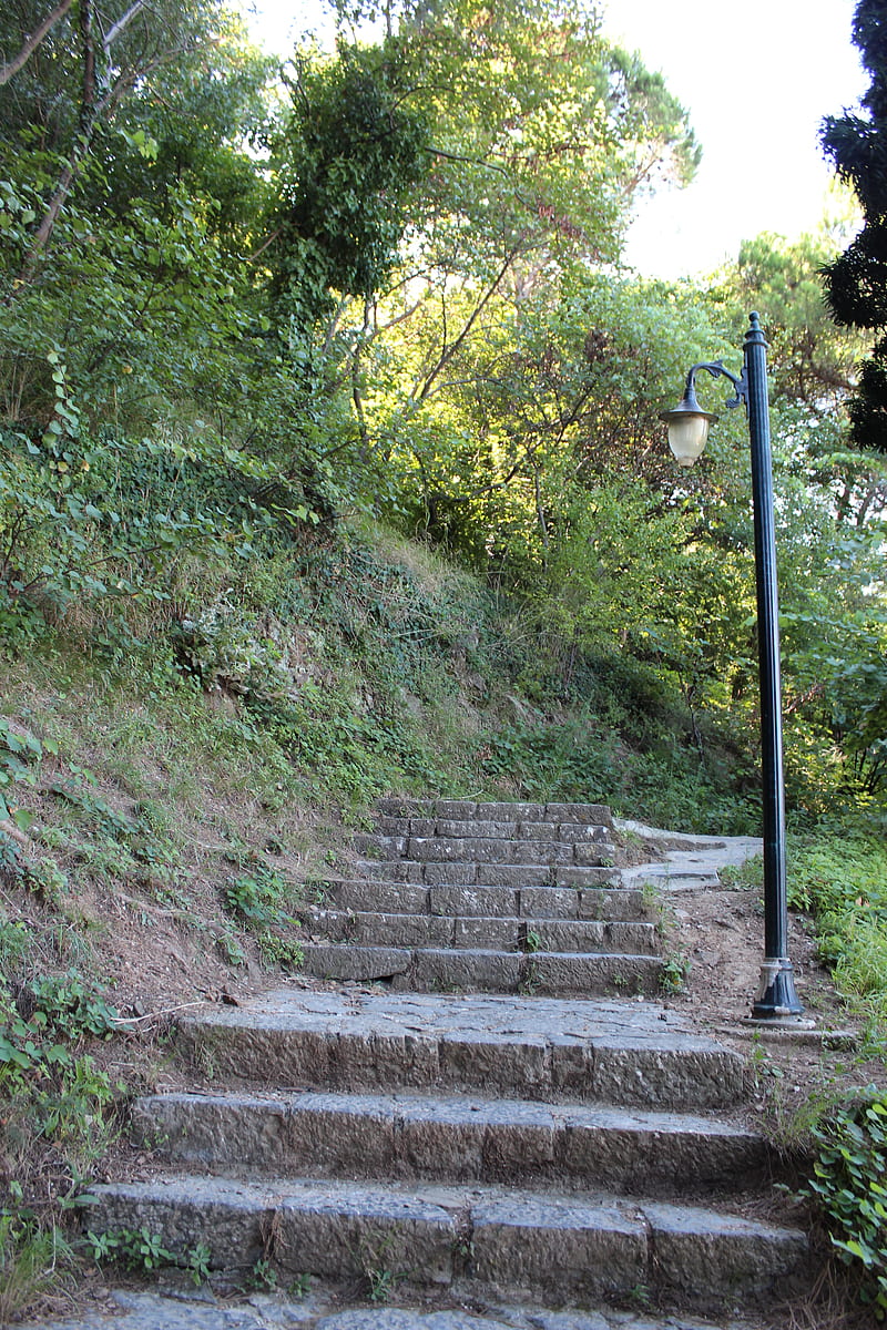 stair to the jungle, bridge, forest, green, hamza, like, nature, nice, road, HD phone wallpaper