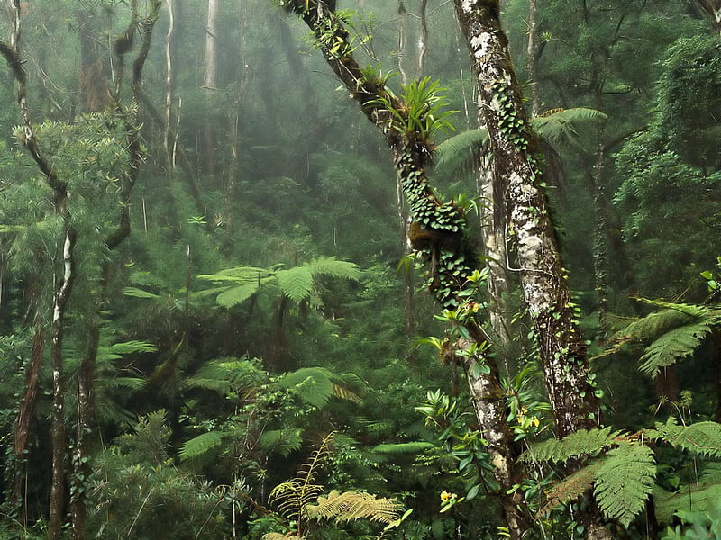 Damp Misty Rainforest, damp, lush, rainforest, nature, misty, forests, HD wallpaper