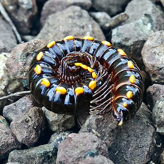 HD millipede wallpapers | Peakpx