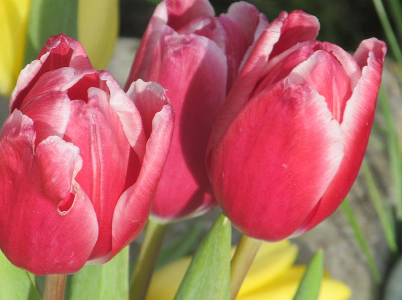 Tulip Blooms, Tulips, Bulbs, Flora, Spring, Flowers, HD wallpaper