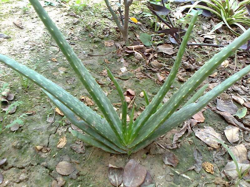 Aloe Vera, beautiful nature, useful plant, plant, pakistan, HD wallpaper
