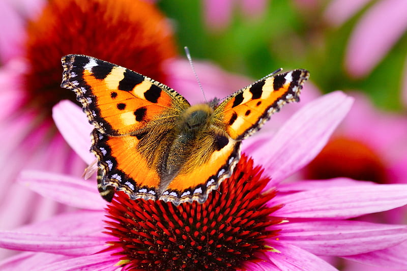 Butterfly on a Coneflower f, beautiful, floral, animal, graphy, butterfly, wide screen, wildlife, flower, HD wallpaper