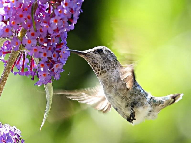 Tomando las flores necture, alas, naranja, pájaros, colibrí, púrpura,  verano, Fondo de pantalla HD | Peakpx