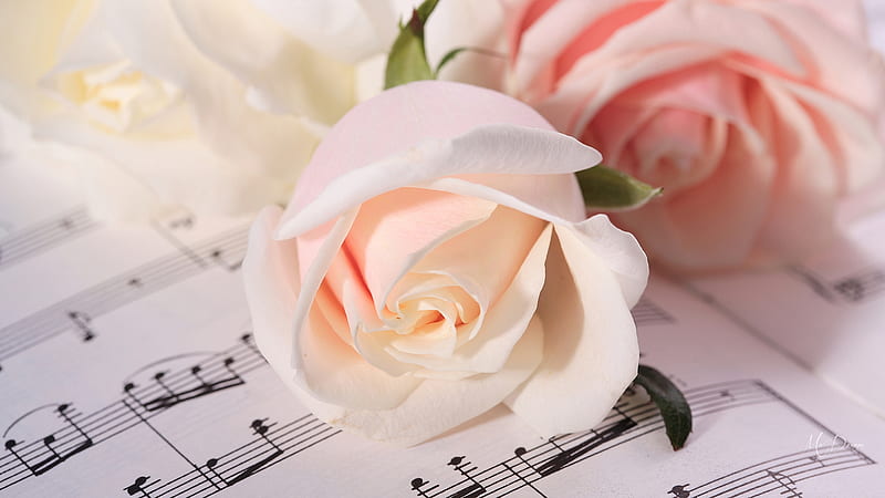 Music of Pink Roses, song, romance, notes, music, flowers, roses, pink, Firefox Persona theme, HD wallpaper