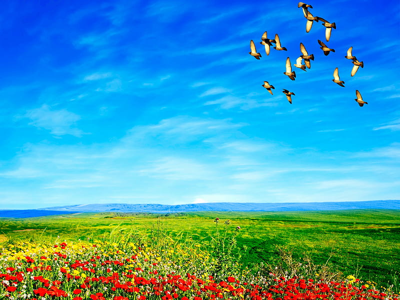 bonito, red, colorful, grass, poppies, clouds, green, flowers, beauty, blue, poppy, lovely, view, colors, birds, sky, peaceful, nature, field, HD wallpaper