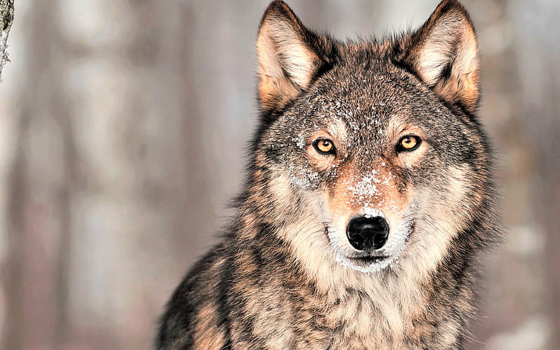 wolf, predator, winter, forest animals, wolves, wolf eyes, HD wallpaper