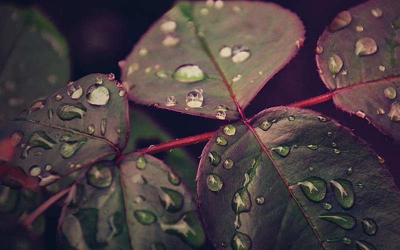 Droplets Leaves-natural plant, HD wallpaper