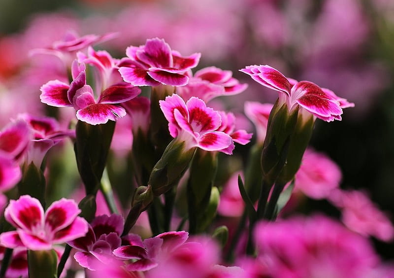 Dianthus Pink Kisses, flowers, kisses, nature, pink, dianthus, HD wallpaper