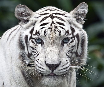Tiger, orange, black, face, skin, white, eyes, animal, HD