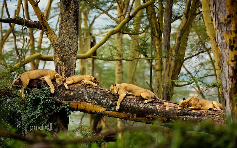 Sleeping Lions, lions, animals, predator, HD wallpaper