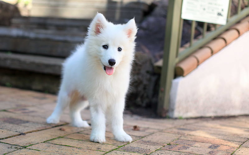 Samoyed, Puppy, small animals white small dog, pets, fluffy puppies, HD wallpaper