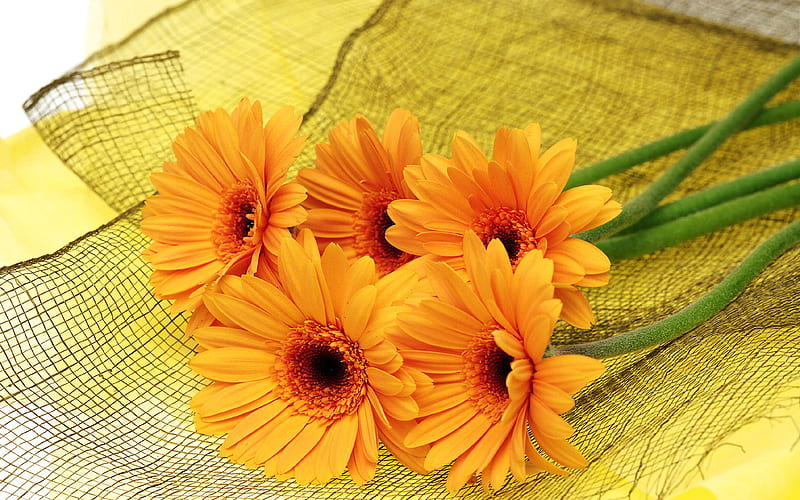 Yellow gerberas, still life, pretty, bouquet, flower, gerbera, yellow, nature, daisy, HD wallpaper