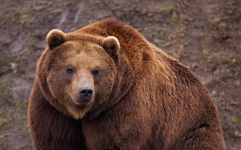 *** Bear ***, big, brown, bear, animals, animal, HD wallpaper