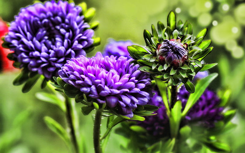 purple asters, close-up, buds, purple flowers, macro, R, Aster, HD wallpaper