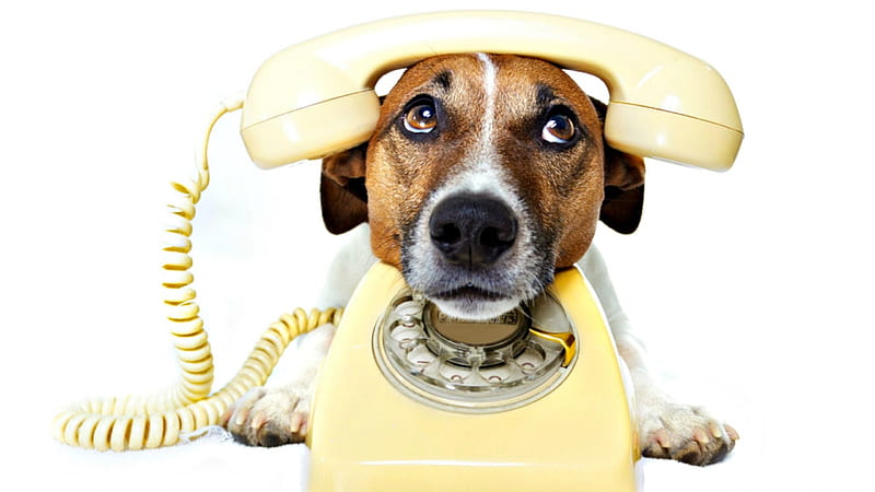 Call me!, jack russell terrier, yellow, phone, funny, puppy, dog, animal, HD wallpaper